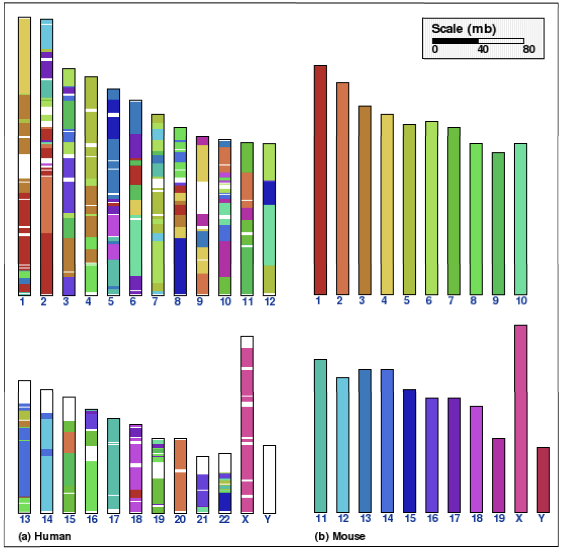 A syntenic graph comparing mouse genome chromosomes (colored uniquely) mapped onto human genome chromosomes, showing which human chromosomes share syntenic regions with each mouse chromosome.